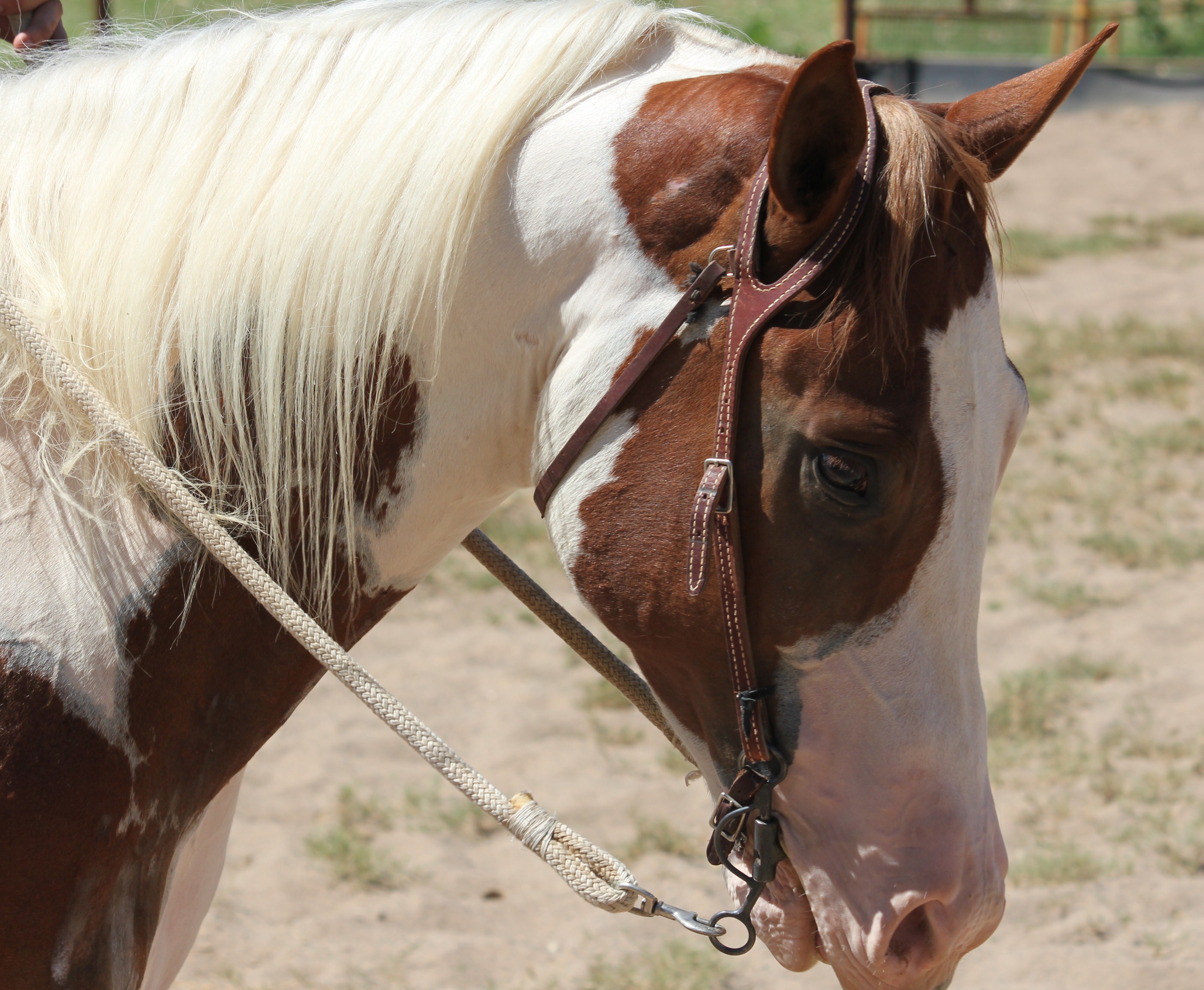 apha gelding for sale, paint horse for sale in Arizona, youth show
